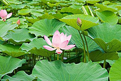 挖矿并战斗 肉鸽新作《穹顶守护者》公布实机预告